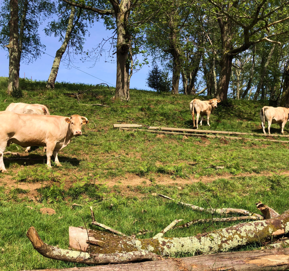 Vaches limousine prises en photo dans une prairie