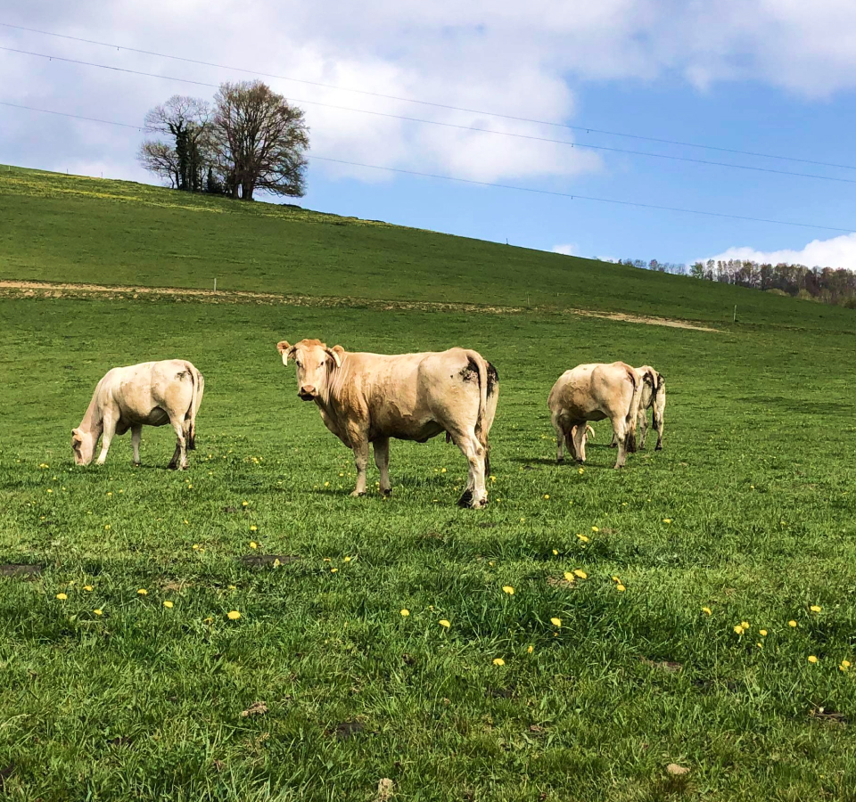 Vaches limousine prises en photo dans une prairie