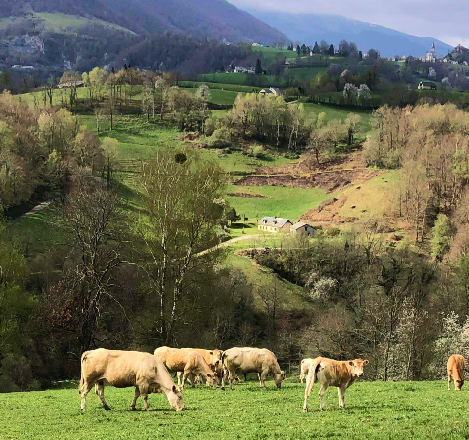 Vaches limousine sur coline avec en arrière plan un beau paysage des Pyrénées