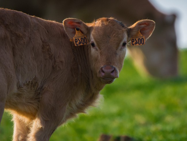 Image de veau hyper mignon