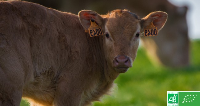 Photo d'un veau dans un champs